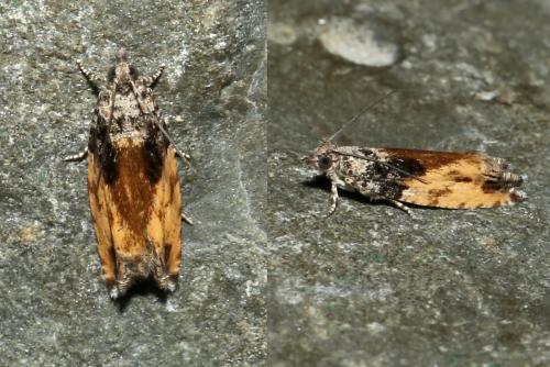Réf. 189 586 : Epinotia nisella